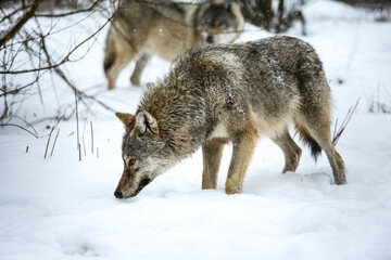  Gray wolf in the snow