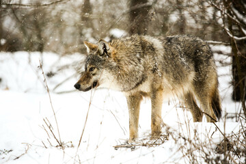  Gray wolf in the snow