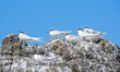 Tern birds on their chosen rocks