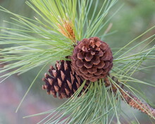 Close Up Of A Pine Cone
