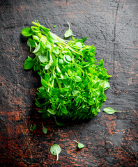 Canvas Print - Bunch of fresh Basil.