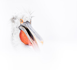 close up of a pelican bird