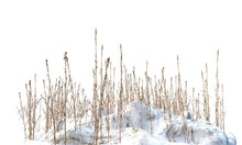 Various Types Of Dried Plants Grass Bushes Shrub And Small Plants In Snow