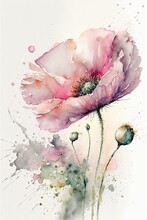 Delicate Light Pink Floral Watercolor, Paint Splashes And Splatters, Abstract Pink Watercolor Poppy Flower, On White Background With Margins, AI Assisted Finalized In Photoshop By Me 
