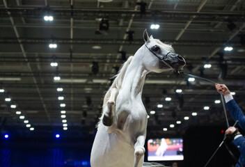 Canvas Print - portrait of beautiful grey purebred arabian horse rearing at competition at  cover manege