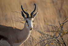 An Impala Eating From Thorn Bushes In Botswana, Africa