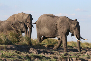 Wall Mural - A herd of elephants crossing the Zambezi River in Chobe National Park in Botswana, Africa on safari