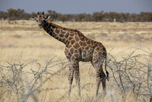 A Baby Giraffe In Etosha National Park In Namibia, Africa