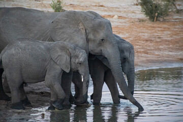 Wall Mural - A herd of elephants drinking at the watering hole in Elephant Sands Lodge in Botswana, Africa