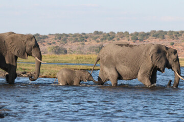 Wall Mural - Herd of elephants with a baby elephant crossing the Zambezi River in Chobe National Park, Botswana, Africa on  safari