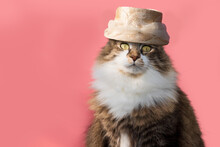 Fancy Longhair Cat In A Vintage Straw Hat With A Band