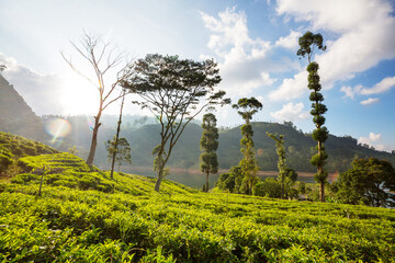 Wall Mural - Tea plantation