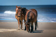 Wild Horses of the Outer Banks