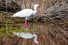 White Ibis Standing In The Reflecting Water Of A Florida Mangrove On Sanibel Island Florida On A Clear Sunny Afternoon.