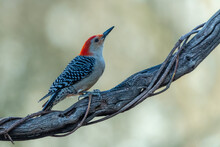 Red-bellied Woodpecker (Melanerpes Carolinus) Perched On Vine