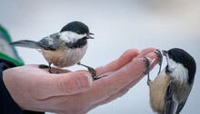 Black-capped Chickadees (Poecile Atricapillus) Perched On A Woman's Hand With Sunflower Seeds