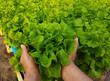 Woman hand with fresh green oak lettuce salad leaves in the garden