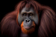 Portrait of a orang utan on a black background. generative ai