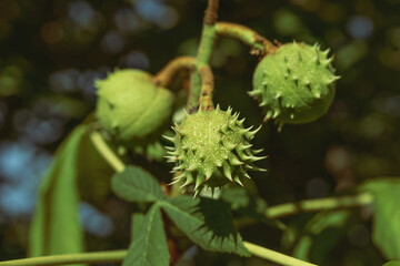 green ripening fruits of kashyan on tree branch on sunny summer day