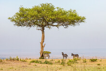 Zebras Standing In The Shade Under A Tree On The Savannah