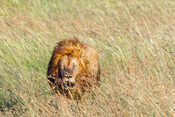 Canvas Print - Tired old male lion walking in high grass