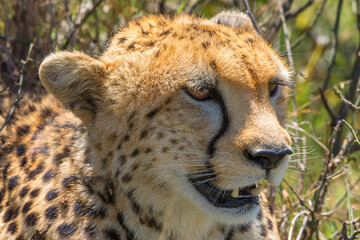 Canvas Print - Close up of a wild cheetah