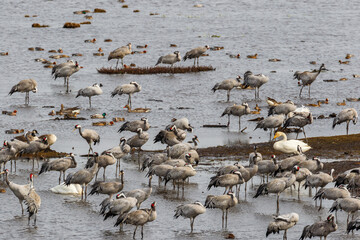 Poster - Cranes and Swans at the waters edge of a lake