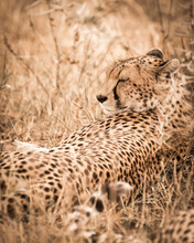 Cheetah Resting On Field At Serengeti National Park