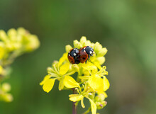 Close-up Of Ladybugs Mating On Yellow Flowers