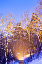 Snow Covered Trees I A City Park At Night
