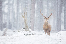 Red Deer, Cervus Elaphus, Stag In Winter Snowfall, Highlands,Scotland