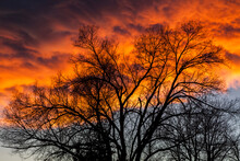 A Tree Silhouetted Against Colorful Sunset Clouds In Boulder, Colorado.