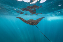 Manta Ray Swimming Underwater, Nusa Penida, Bali, Indonesia