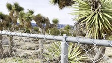 A Slow Rising Shot From Behind A Chain Link Fence Revealing Gorgeous Large Joshua Trees In A Desert Environment And Snow Covered Mountains In The Background.