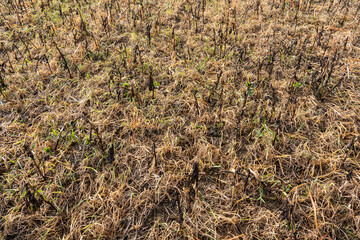 Wall Mural - Désherbage hivernal au glyphosate d'un champ avec CIPAN (cultures intermédiaires pièges à nitrates) de féverolle, avoine et repousse de ray-grass. Effet du gel