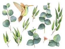 Watercolor Hand Painted Set With Eucalyptus Leaves And Hummingbird. Perfect For Wedding Invitation, Scrapbooking, Mother Day Card Decoration, Greeting Cards, Textiles.
