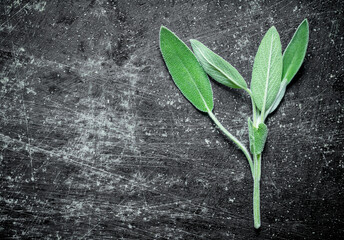 Wall Mural - Sprig of fresh salvia.