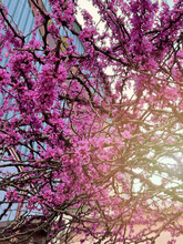Pink Flowers In Spring, Sunny Floral Springtime Background