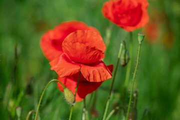 Wall Mural - Field of poppy flowers papaver rhoeas in spring.