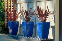 Three Square Blue Pots Of Vases With Red Tropical Plants In Late Afternoon Sun And Shade In Front Driveway Or Car Park
