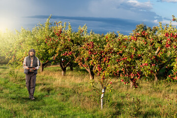 Poster - Farmer examines the garden of fruits and sends data to the cloud from the tablet. Smart farming and digital agriculture.	