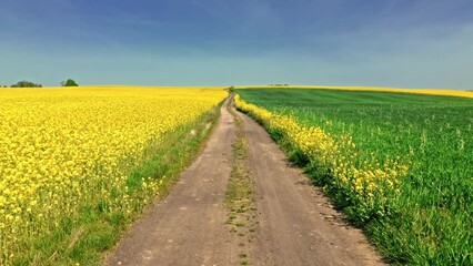 Poster - Blooming yellow rapeseed field and country road in Poland.