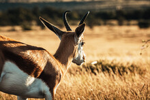 Springbock, South Africa, Mountain Zebra National Park, Sunset