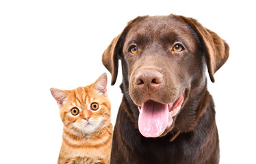 Wall Mural - Portrait of a cute Labrador and ginger kitten Scottish Straight isolated on white background