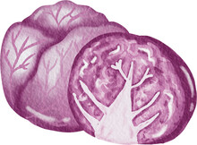 Watercolor Vegetable Red Cabbage
