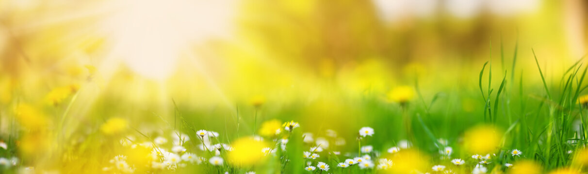 Fototapete - Macro photography of the flowering field of daisies and dandelions in spring.