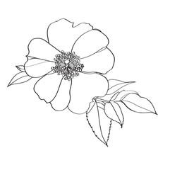 Vector floral illustration of a flower of a herb rose. Illustration of rose hips