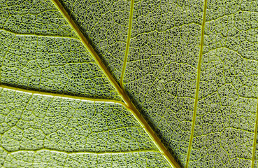 leaf texture, leaf background with veins and cells - macro photography