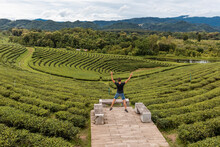 Traveller Looking A Scenic View Of A Tea Crops In Chiang Rai, Thai
