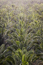 Palm Tree Farm Or Plantation In Costa Rica.